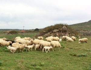 sheep and stone Sardinia