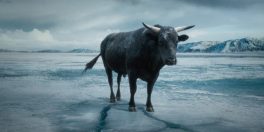 Kuh (Rind;) auf dem Eis